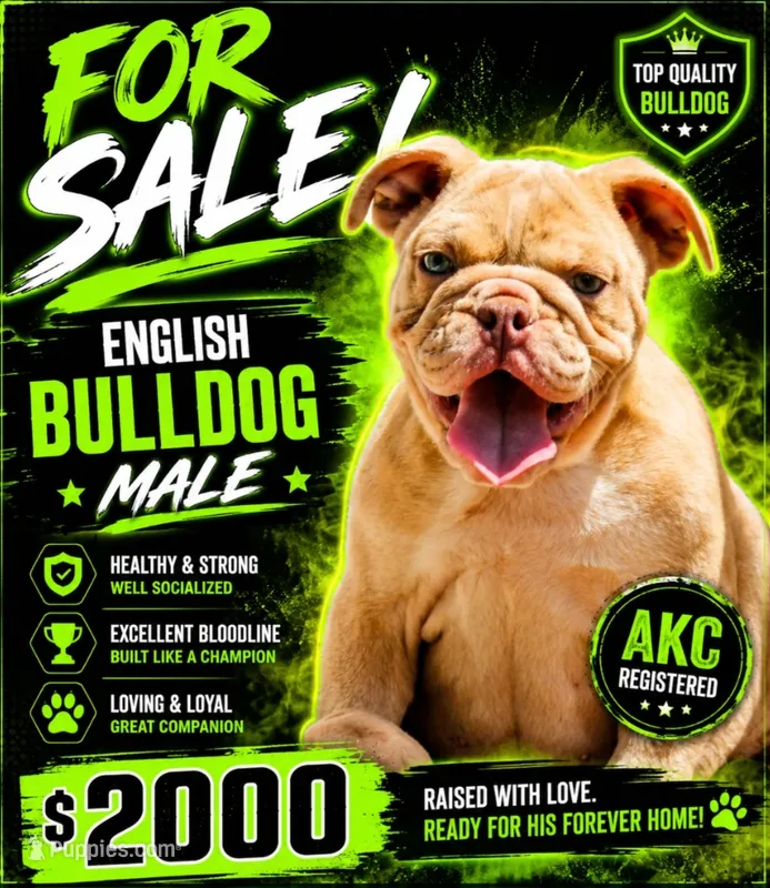 Mac – English Bulldog puppy for sale in Colbert, GA