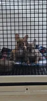 Mini, a female French Bulldog for sale in Colbert, GA – 4 of 5
