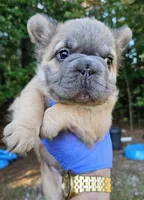 Chewy, a male French Bulldog for sale in Colbert, GA – 5 of 5