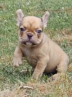 Ruby, a female French Bulldog for sale in Colbert, GA – 2 of 6