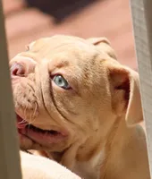 Champagne , a female English Bulldog for sale in Colbert, GA – 2 of 7