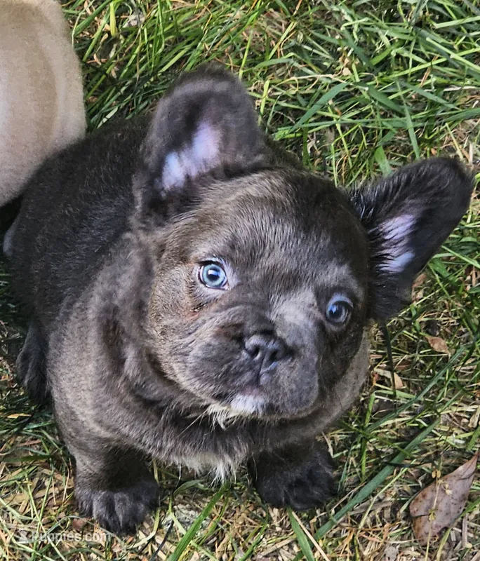 Bluey – French Bulldog puppy for sale in Colbert, GA