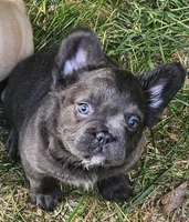 Bluey, a male French Bulldog for sale in Colbert, GA – 1 of 6