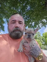 Mini, a female French Bulldog for sale in Colbert, GA – 5 of 5