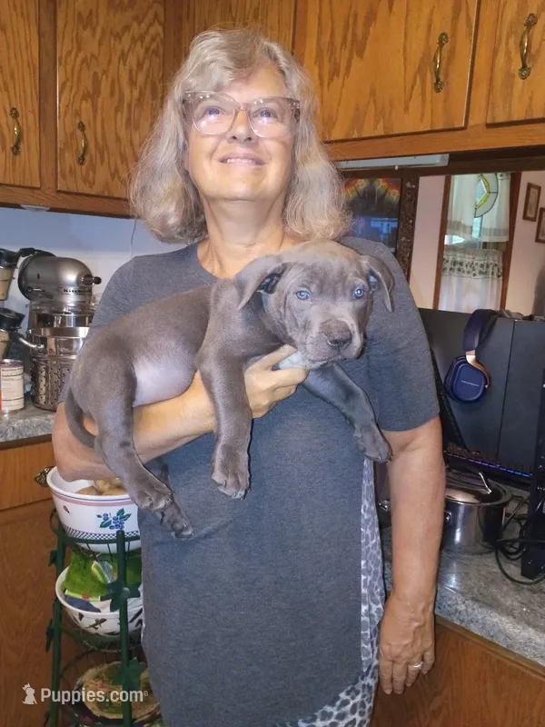 Bully – American Bully puppy for sale in Colbert, GA