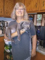 Bully, a male American Bully for sale in Colbert, GA – 1 of 2