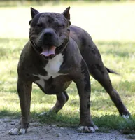 Reaper, a male American Bully for sale in Colbert, GA – 5 of 7