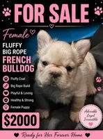 Blondie, a female French Bulldog for sale in Colbert, GA – 1 of 1