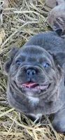 Bluey, a male French Bulldog for sale in Colbert, GA – 2 of 6