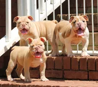 Mac, a male English Bulldog for sale in Colbert, GA – 2 of 4