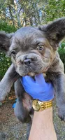 Bluey, a male French Bulldog for sale in Colbert, GA – 6 of 6