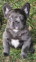 Bluey, a male French Bulldog for sale in Colbert, GA – 4 of 6
