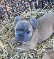 Chewy, a male French Bulldog for sale in Colbert, GA – 3 of 5