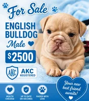 Mac, a male English Bulldog for sale in Colbert, GA – 1 of 1