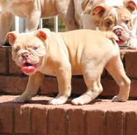 Champagne , a female English Bulldog for sale in Colbert, GA – 6 of 7
