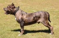 Reaper, a male American Bully for sale in Colbert, GA – 6 of 7
