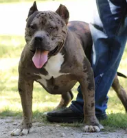 Reaper, a male American Bully for sale in Colbert, GA – 4 of 7