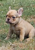 Ruby, a female French Bulldog for sale in Colbert, GA – 3 of 6