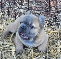 Chewy, a male French Bulldog for sale in Colbert, GA – 2 of 5