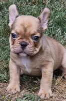 Ruby, a female French Bulldog for sale in Colbert, GA – 6 of 6