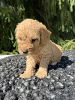 Charley, a male Miniature Goldendoodle for sale in Shipshewana, IN – 4 of 6