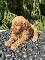 Cooper, a male Miniature Goldendoodle for sale in Shipshewana, IN – 4 of 5