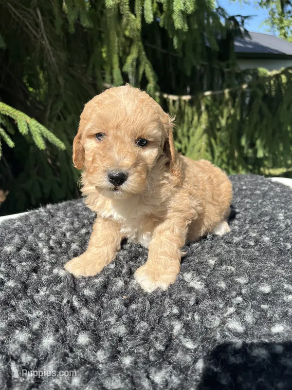 Bella – Miniature Goldendoodle puppy for sale in Shipshewana, IN