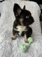 Bruno, a male French Bulldog for sale in Shipshewana, IN – Photo 3 of 5