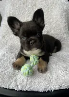 Bruno, a male French Bulldog for sale in Shipshewana, IN – Photo 1 of 5