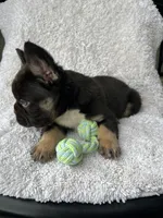 Bruno, a male French Bulldog for sale in Shipshewana, IN – Photo 4 of 5