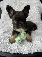 Bruno, a male French Bulldog for sale in Shipshewana, IN – Photo 5 of 5