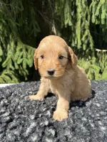 Daisy, a female Miniature Goldendoodle for sale in Shipshewana, IN – 2 of 6