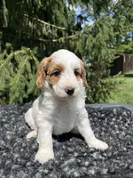 Koda, a male Miniature Goldendoodle for sale in Shipshewana, IN – 5 of 6