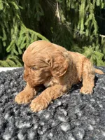 Cooper, a male Miniature Goldendoodle for sale in Shipshewana, IN – 2 of 5