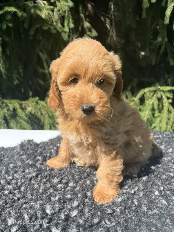 Daisy – Miniature Goldendoodle puppy for sale in Shipshewana, IN