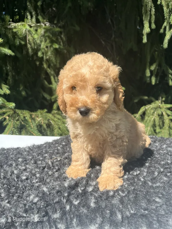 Charley – Miniature Goldendoodle puppy for sale in Shipshewana, IN
