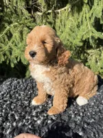 Sofie, a female Miniature Goldendoodle for sale in Shipshewana, IN – 4 of 4
