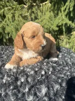 Sofie, a female Miniature Goldendoodle for sale in Shipshewana, IN – 3 of 4