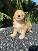 Bella, a female Miniature Goldendoodle for sale in Shipshewana, IN – 3 of 6