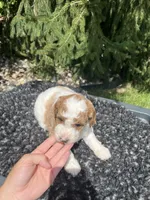 Russel, a male Miniature Goldendoodle for sale in Shipshewana, IN – 2 of 3