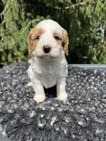 Koda, a male Miniature Goldendoodle for sale in Shipshewana, IN – 2 of 6