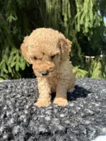 Charley, a male Miniature Goldendoodle for sale in Shipshewana, IN – 5 of 6
