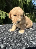 Bella, a female Miniature Goldendoodle for sale in Shipshewana, IN – 2 of 6