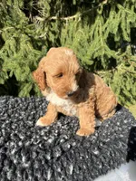 Sofie, a female Miniature Goldendoodle for sale in Shipshewana, IN – 3 of 4