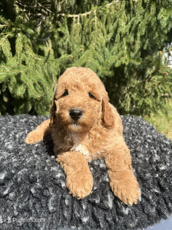 Koda – Miniature Goldendoodle puppy for sale in Shipshewana, IN