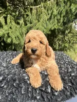 Koda, a male Miniature Goldendoodle for sale in Shipshewana, IN – 1 of 1