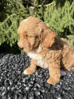 Sofie, a female Miniature Goldendoodle for sale in Shipshewana, IN – 2 of 4