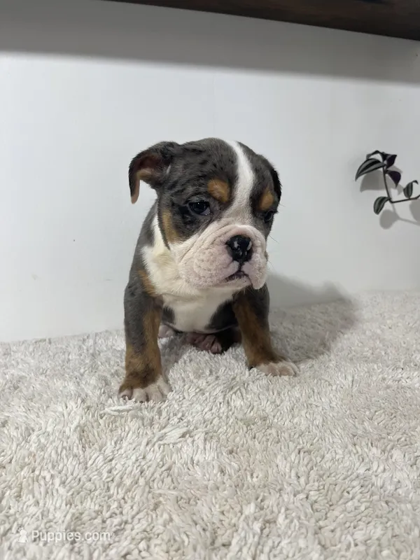 Max – English Bulldog puppy for sale in Shipshewana, IN