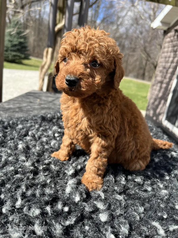 Teddy, a male Miniature Goldendoodle for sale in Shipshewana, IN – Photo 1 of 1