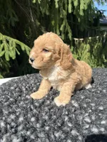 Bella, a female Miniature Goldendoodle for sale in Shipshewana, IN – 5 of 6